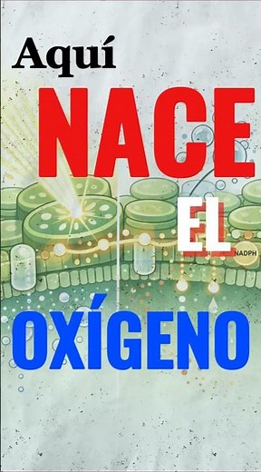 La luz se convierte en energía… así funciona. #Fotosintesis #FaseLuminica #Biologia