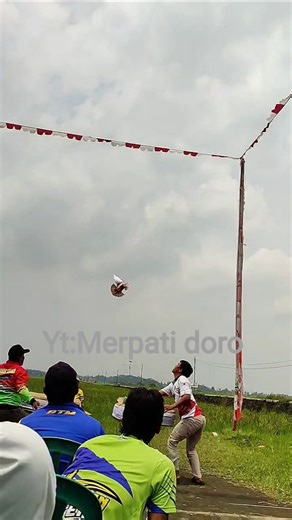 Lomba merpati Kolong meja #shortvideo #merpatikolong #merpatitinggian #merpativiral