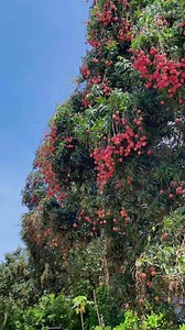 Lychees harvest #lychee #fruit #fypfruit #fruitreel #summerfruitishere #summerfruit #fruitvideo | Jacky Zh