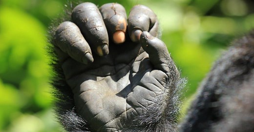 Gorilla Hands vs. Human Hands: What's the Difference?