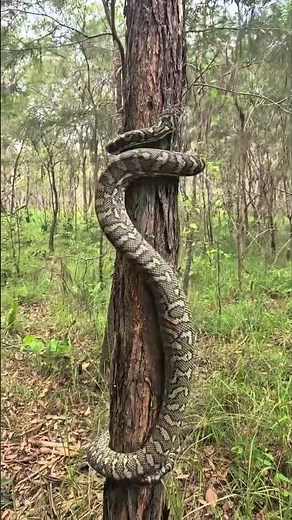 absolutely beautiful to watch how the python climbed the tree