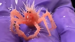 Video of baby crab steals hearts and spurs fan art after ride on NOAA boat