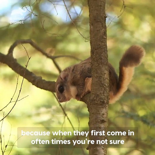 It's a pure JOY watching these flying squirrels reunite with their habitat! #NorthWoodsLaw | Animal Planet
