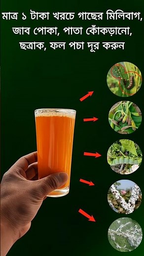 Spend Just ₹1 and Eliminate Mealybugs, Aphids, Whiteflies, Improve and Stop Leaf Curl Naturally! 🌱✨