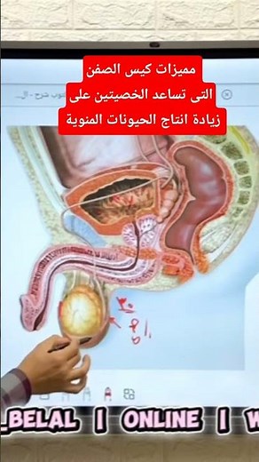 Features of the scrotum that help the testicles increase sperm production