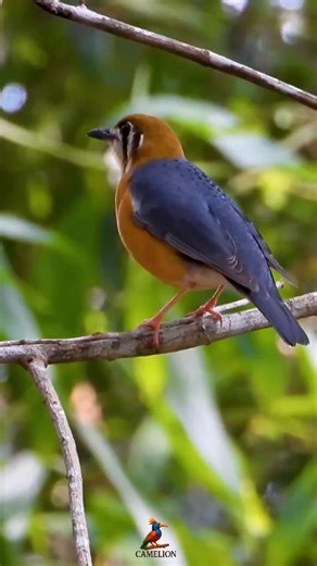 kicau Anis merah (Geokichla citrina), juga dikenal sebagai Anis macan. Burung ini adalah jenis burung kicau dari famili Turdidae. Anis merah memiliki kepala, dada, dan perut berwarna oranye terang, dengan punggung dan sayap berwarna biru kehitaman. Beberapa subspesies memiliki pola sabit hitam lebar di sisi wajah. Burung ini bersifat omnivora dan mencari makan di serasah dedaunan di kawasan hutan. Anis merah dikenal karena nyanyiannya yang merdu, yang terdiri dari bait-bait nada kicauan dan deng