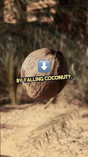 how to prevent get hit by falling coconut? #coconut #prevention