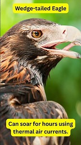 Birds of Australia – Wedge tailed Eagle