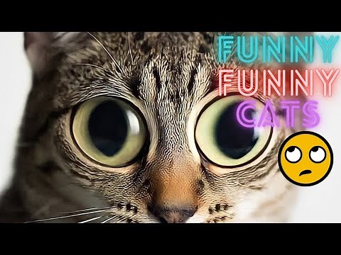 Cats vs Gravity 🐾 | Funniest Cat Fails You Won’t Believe