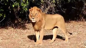 🦁 Another exciting wildlife encounter in Mana Pools captured by head guide Mark van Zuydam! While out in the park with his guests, they came across this rather handsome male lion. They stayed and watched him for some time before leaving him to go about his business. Never a dull moment on safari in Mana Pools. 🌿✨ 🎥 Mark van Zuydam #ManaPools #JohnsCamp #MaleLion #SafariLife #WildlifeEncounters #AfricanSafari #NatureLovers #WildlifePhotography #ExploreAfrica #SafariAdventure #BigCats #Wildlife