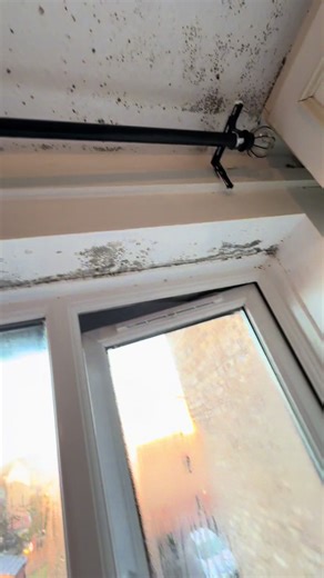 Understanding Mould Issues in Rented Flats: Who's Responsible?