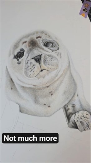 not much left to go with this beautiful self pup #colourpencilart #animalart #seal #oceanlife