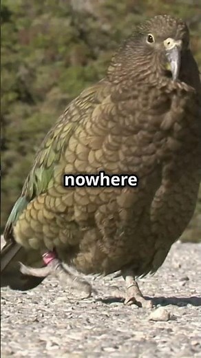 5 Mind-Blowing Facts About New Zealand You Never Knew! 🇳🇿✨