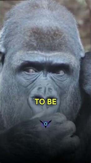 🤯 Apes Play Jokes?! The Evolutionary Secret of Humor | Animal Facts