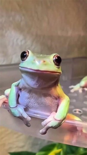 Everything You Need to Know About White's Tree Frogs!