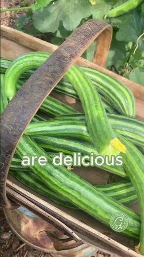 The Best Armenian Cucumber #vegetablegarden