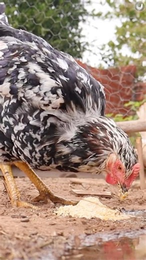 Is this the best chicken breed? #chickens #breeding #gsb #galinhabalao #layers #chicken