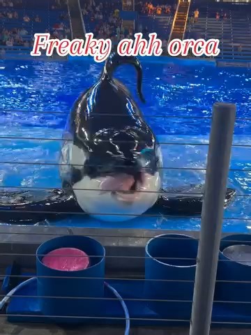 A drooping dorsal fin in orcas, especially males, is a well-documented phenomenon often observed in captivity. This condition is caused by a combination of gravity, reduced space for movement, and altered behavior due to the confined environment. In the wild, strong ocean currents and constant swimming help keep the fin upright—conditions rarely replicated in tanks. At Forevergreen, we educate and raise awareness about the complex lives of animals in human care. Learn more about the natural beha