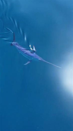 62K views · 1.7K reactions | Swordfish are the natural-born...