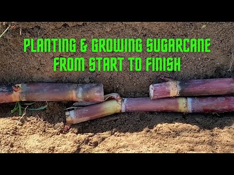 Planting and Harvesting Sugarcane! Full Process from Start to Finish!
