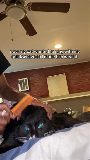 Cat Wears Quickweave in Playful POV Adventure