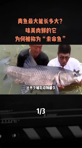 青魚最大能長多大？味美肉鮮的它，爲何被稱爲“索命魚”#青魚 #索命魚 #科普 #漲知識