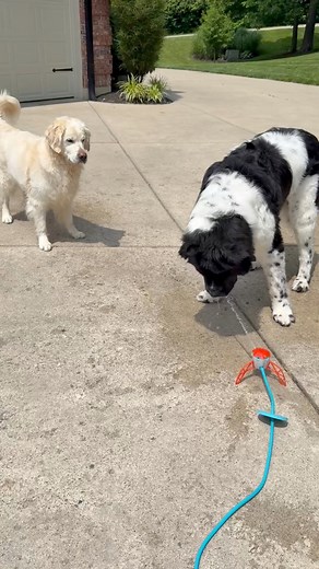 150K views · 10K reactions | The dog's new water toy was a flop. 藍 Each time you push the pedal, it shoots out a different spot. I didn’t use my brain and think hmm, that will eventually shoot out and hit me 來 | Charlie The Golden | Facebook