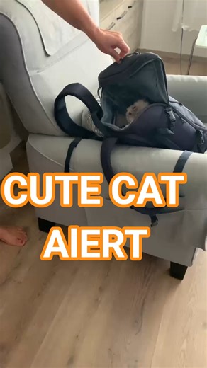 😺 Cat Hugging the Bag – Too Cute to Handle! 👜✨
