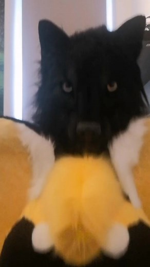 Older Wolf Fursuit Revealed - Realistic and Unique Design