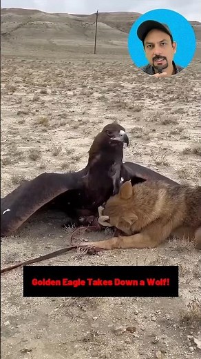 How a golden eagle catches a wolf