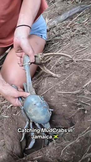 So fun yet so spooky!! Catching BIG crabs in Holes 🇯🇲 #kellyyoung #viral #crabs #islandkey #youtuber