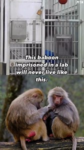 19K views · 550 reactions | Did you know that 90 percent of primates in labs show abnormal behaviors due to physical abuse, psychological stress, & isolation?? In labs, monkeys just like her slowly lose their minds. They rock & pace endlessly & even self-harm  | PETA (People for the Ethical Treatment of Animals) | Facebook