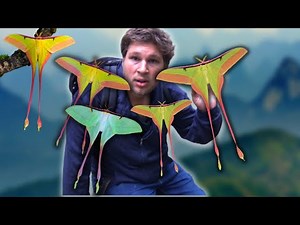 Chinese Moon Moths - EASY Breeding method! (Actias dubernardi) / MothCycles