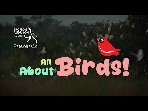 All About Birds
