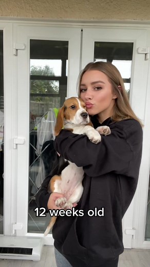 Big Girl Now: Cute Beagle Puppy Compilation