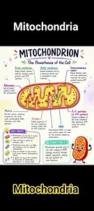 Mitochondria || The power house of Cell #biology #mitochondrien