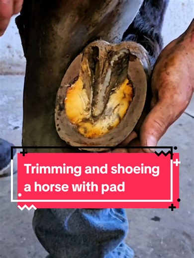 Caleb_Erickson_The_Dying_Breed (@calebericksondyingbreed) - Trimming and Shoeing a Horse with Pads Explained