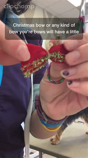 How to Make a Magical Bow for Your Yorkie