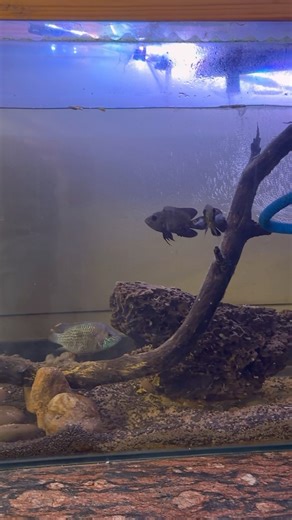 Feeding larva to baby oscar fish / green terror aggressive fish #greenterror #oscarfish #fishtank