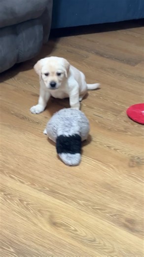 Labrador Retriever puppy for sale