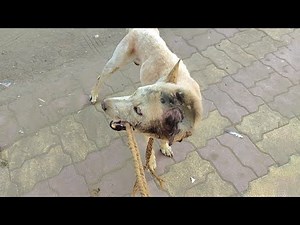 A Stray Dog that had a Huge Maggot Wound on its Head has been Saved!