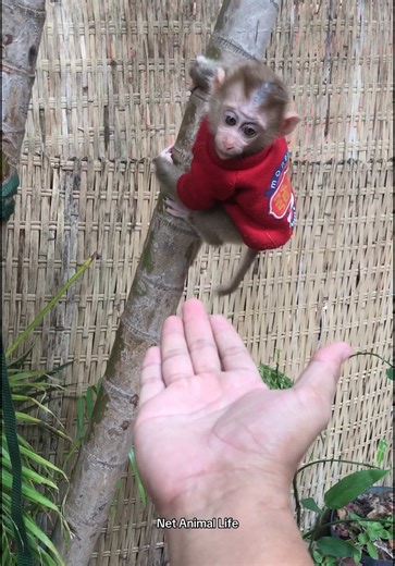 Watch a Baby Monkey Climb a Tree