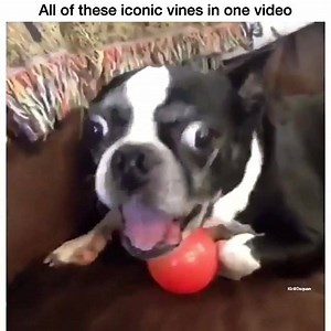 Harambe approves | Harambe