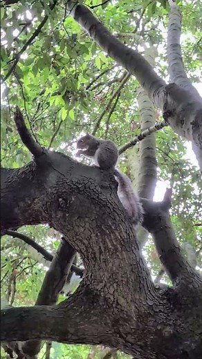 Squirrel in the darkness of a tree. #squirrel #nature