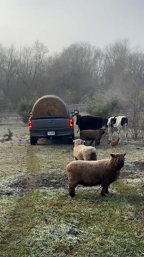 It’s a family affair when new hay comes in 🤣 (I would like to point out that the only animals supposed to be in this pen are the cows. All other animals are trying to sneak a snack.) 😂 | Wilson Creek Farm