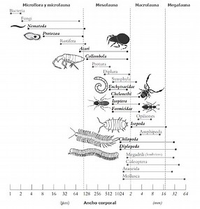 Microorganismos presentes en el suelo y algunas características