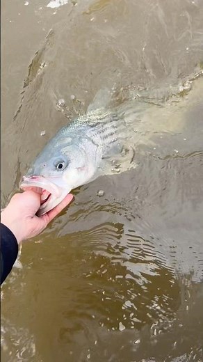 Chunky Striped Bass! #saltwaterfishing #inshorefishing