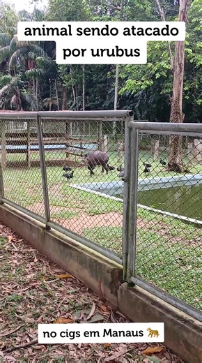 Descaso com Animais no Zoológico de Manaus