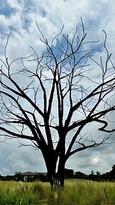 From a distance, the “Lone Tree” appears to be a solitary, barren tree, its leafless branches reaching skyward against a backdrop of swaying tall grasses. Sunbirds and brahminy kites perch on its branches, offering a stark contrast to the natural grassland scenery. But, as you approach, you’ll quickly realise that it is not what it seems! On closer inspection, you’ll discover that it’s not a real tree, but a sculpture crafted from recycled iron reinforcement bars, intricately twisted to resemble