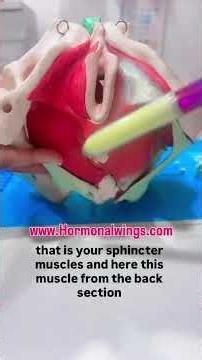 Pelvic floor muscles anatomy explanation! #anatomy #pelvicfloor